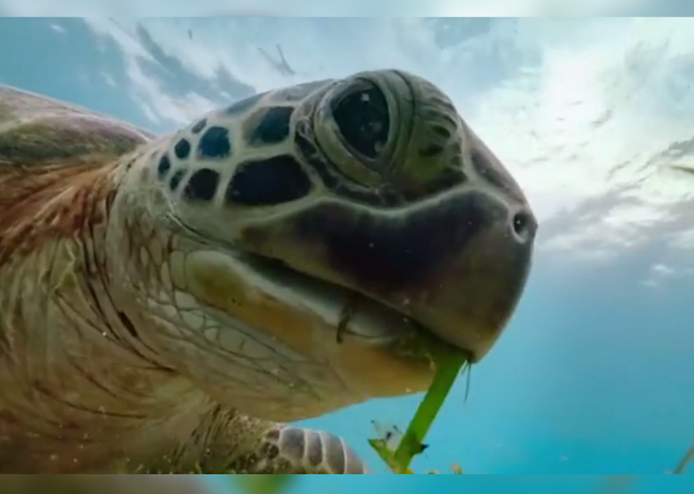 #4. Blue Planet II (2017)